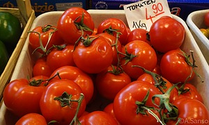 Tomaten Anbau